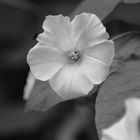 Blüte in Monochrom