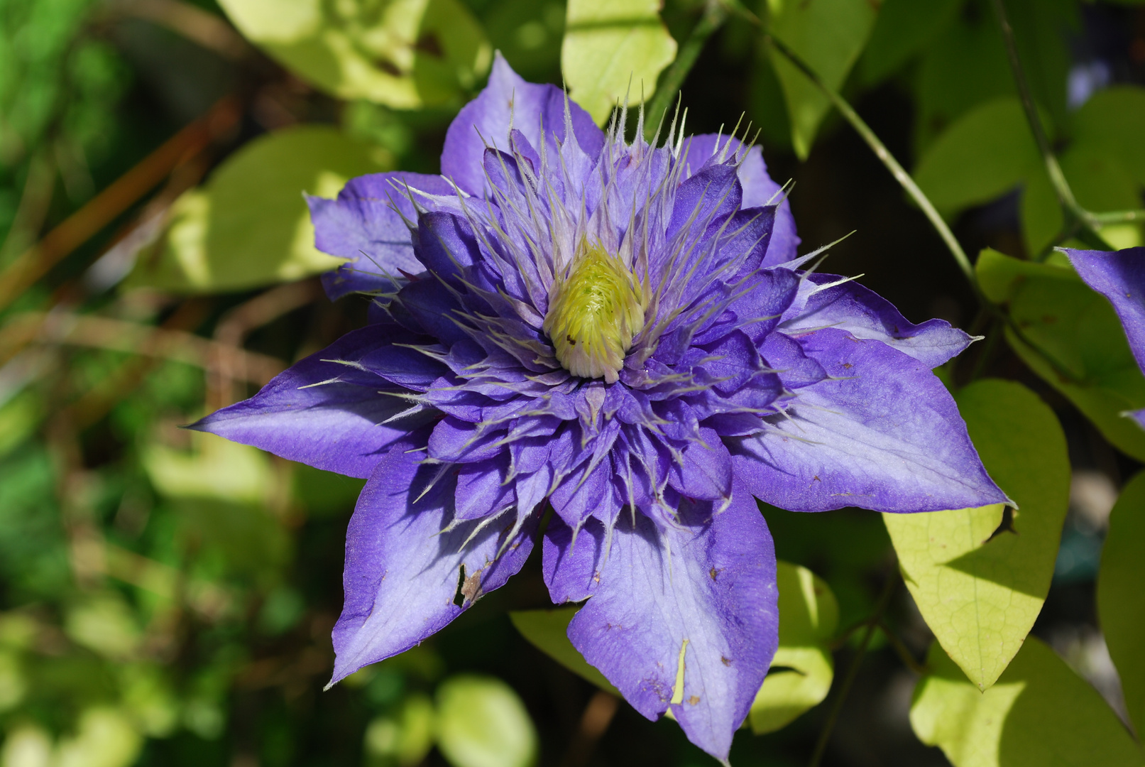 Blüte in Nahaufnahme