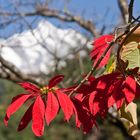 Blüte in Nepal