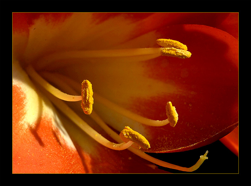 BLÜTE IN ORANGE von Tamara Ziegelin