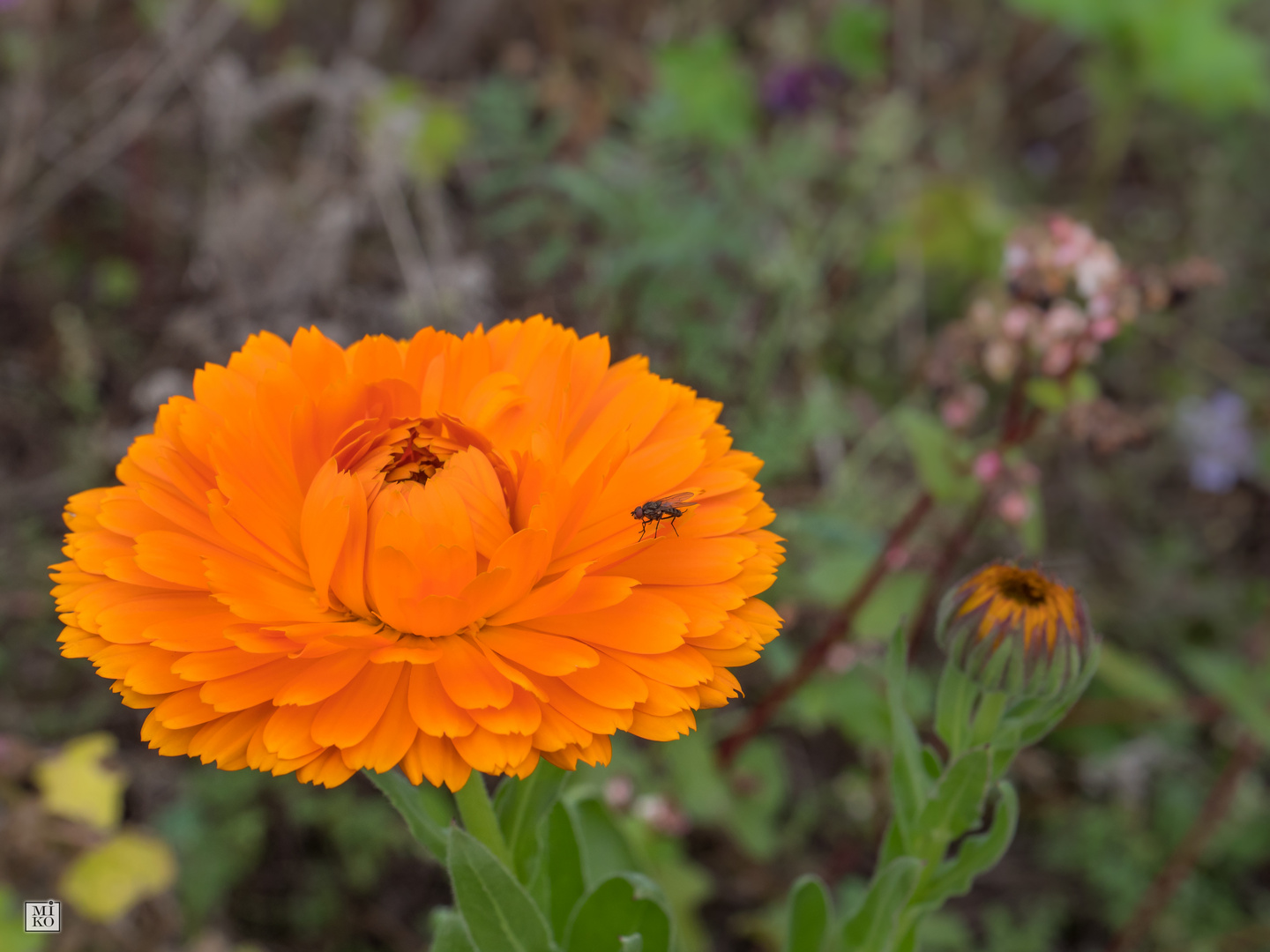 Blüte in Orange, mit Fliege