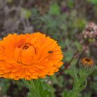 Blüte in Orange, mit Fliege