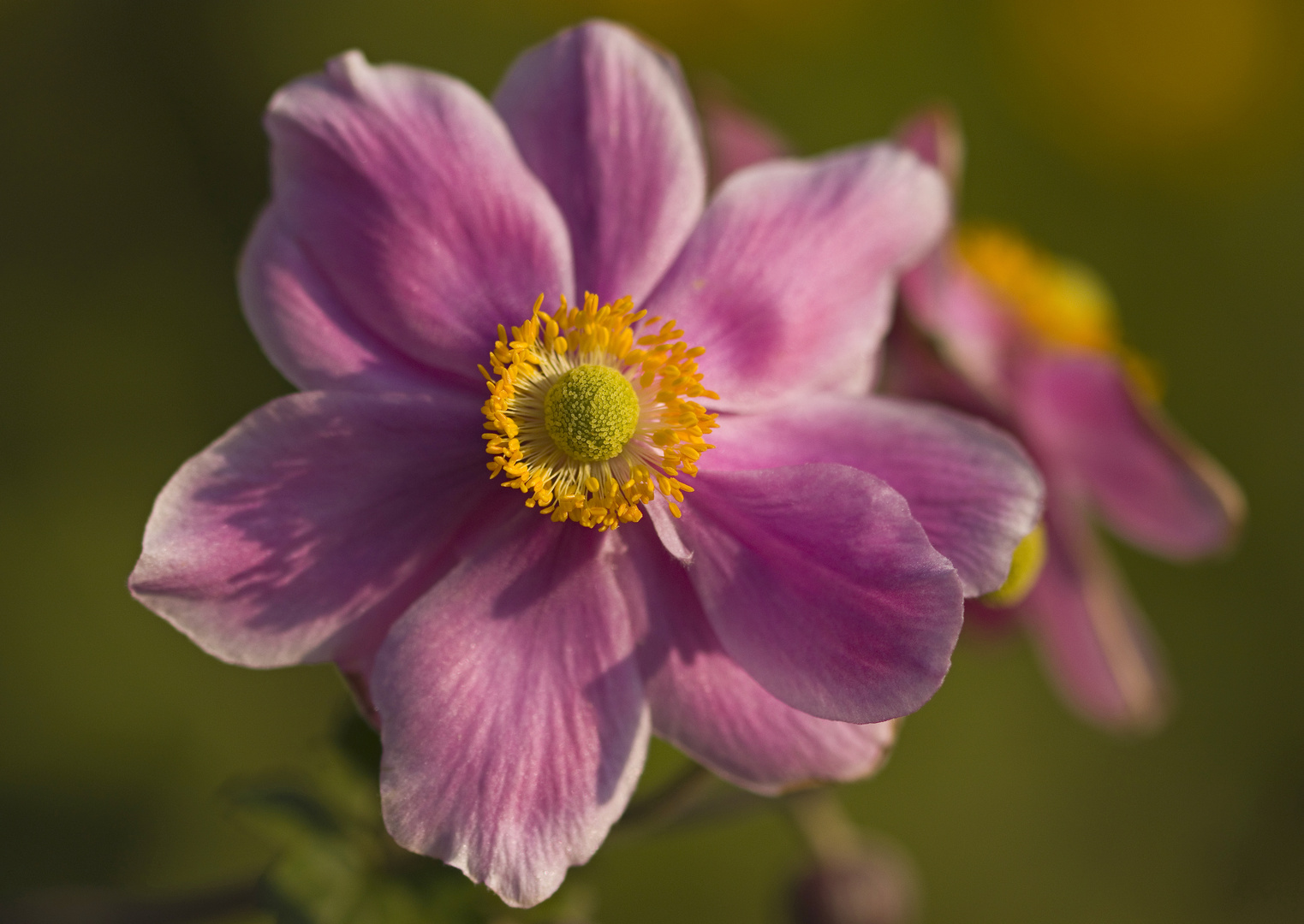 Blüte in Pink