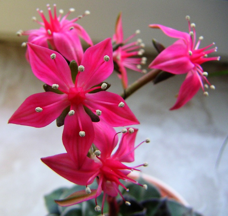 Blüte in Pink.