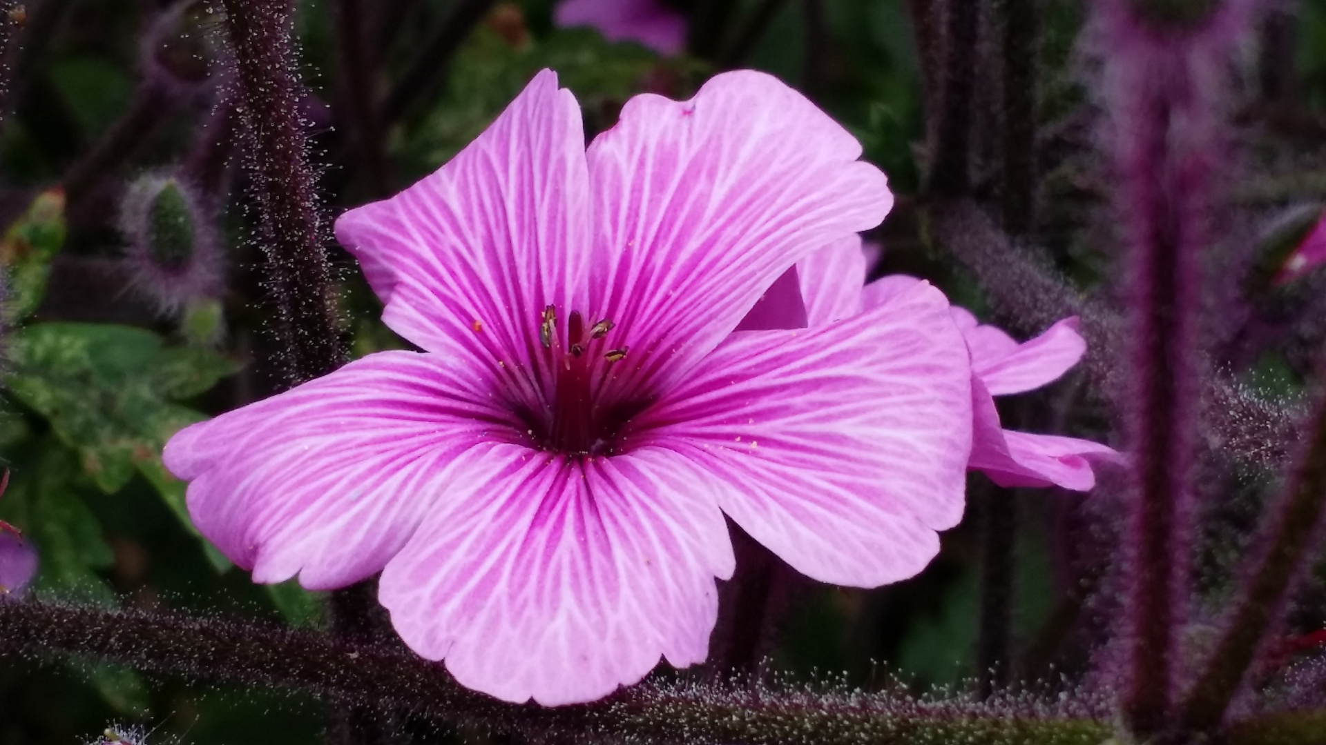 Blüte in Pink