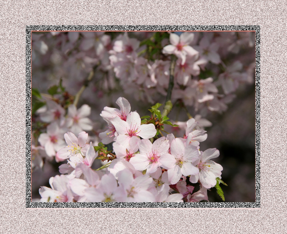 Blüte in pink