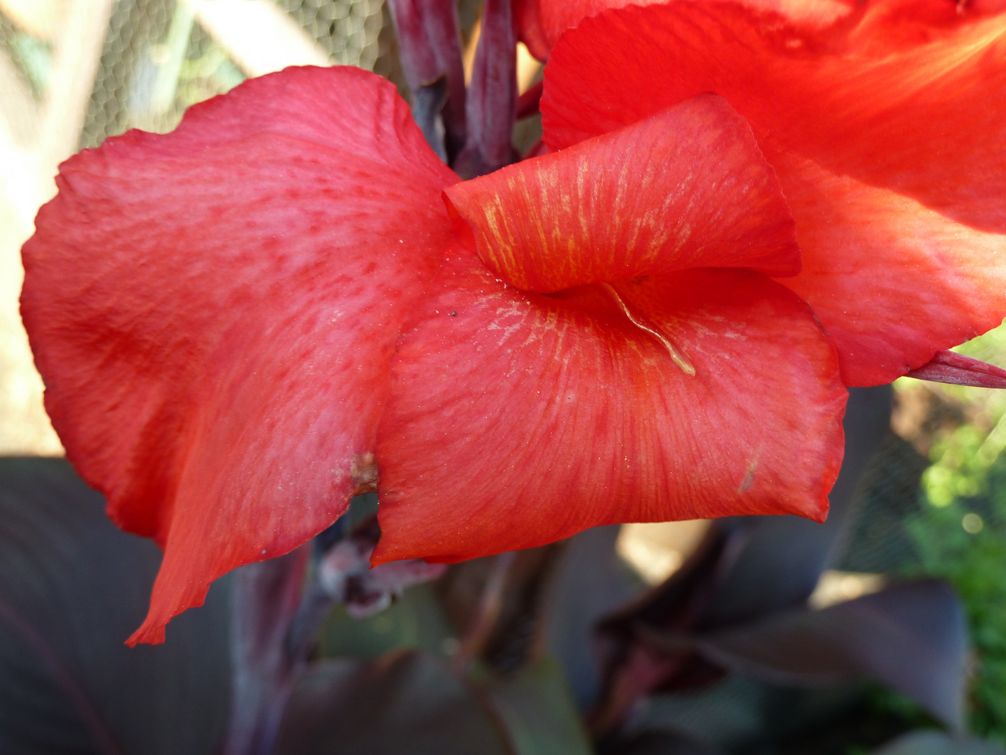 Blüte in Rolifis Garten