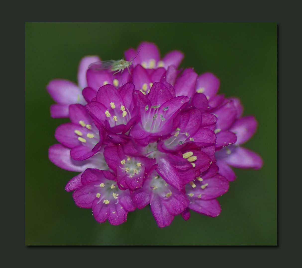 Blüte in Rosa