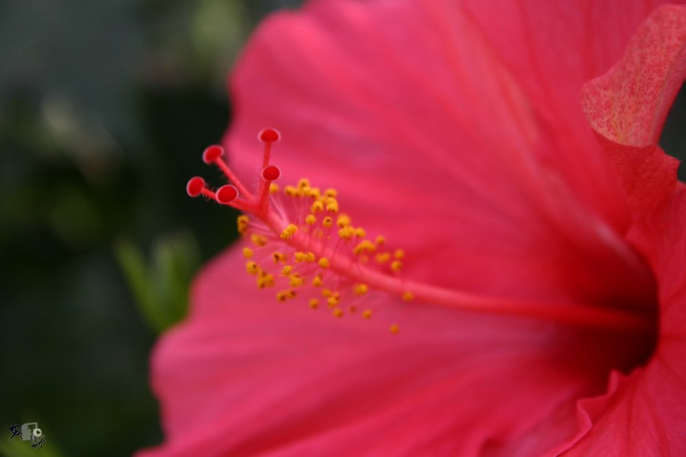 Blüte in Rosa