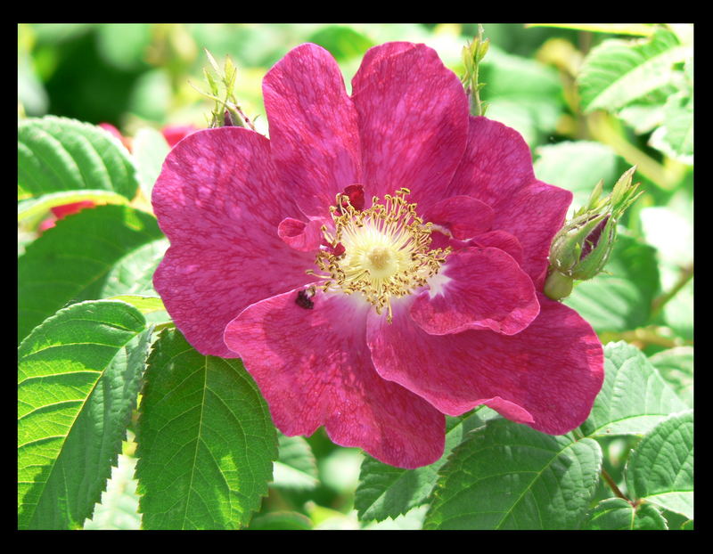 Blüte in rosé