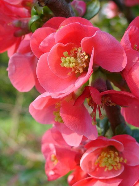 Blüte in rot