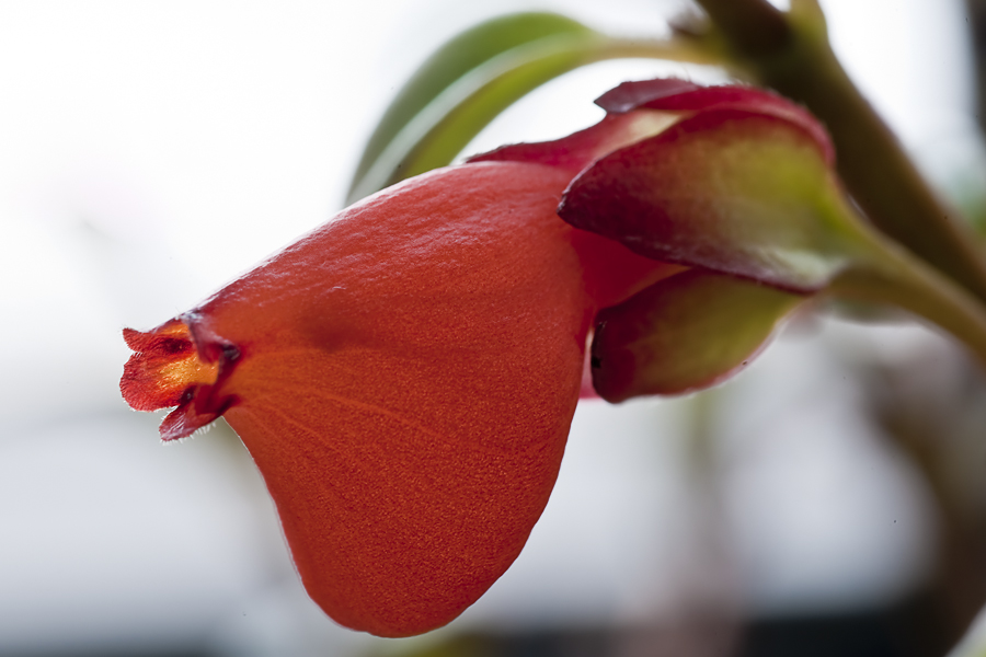 Blüte in Rot