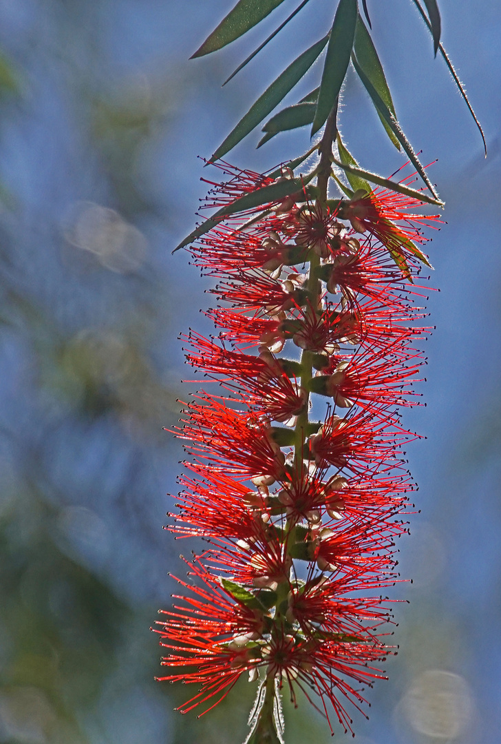 Blüte in rot