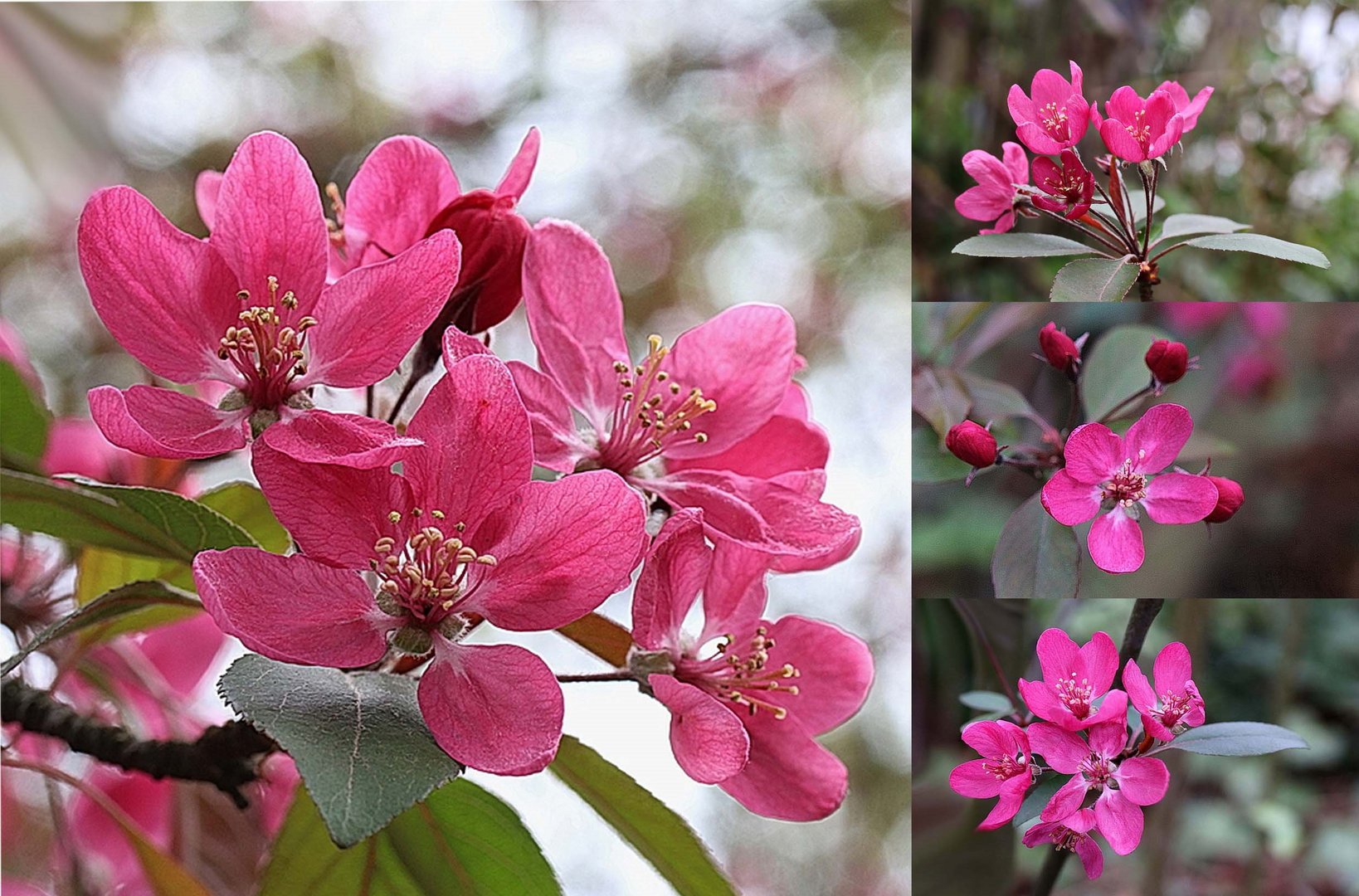 Blüte in Rot