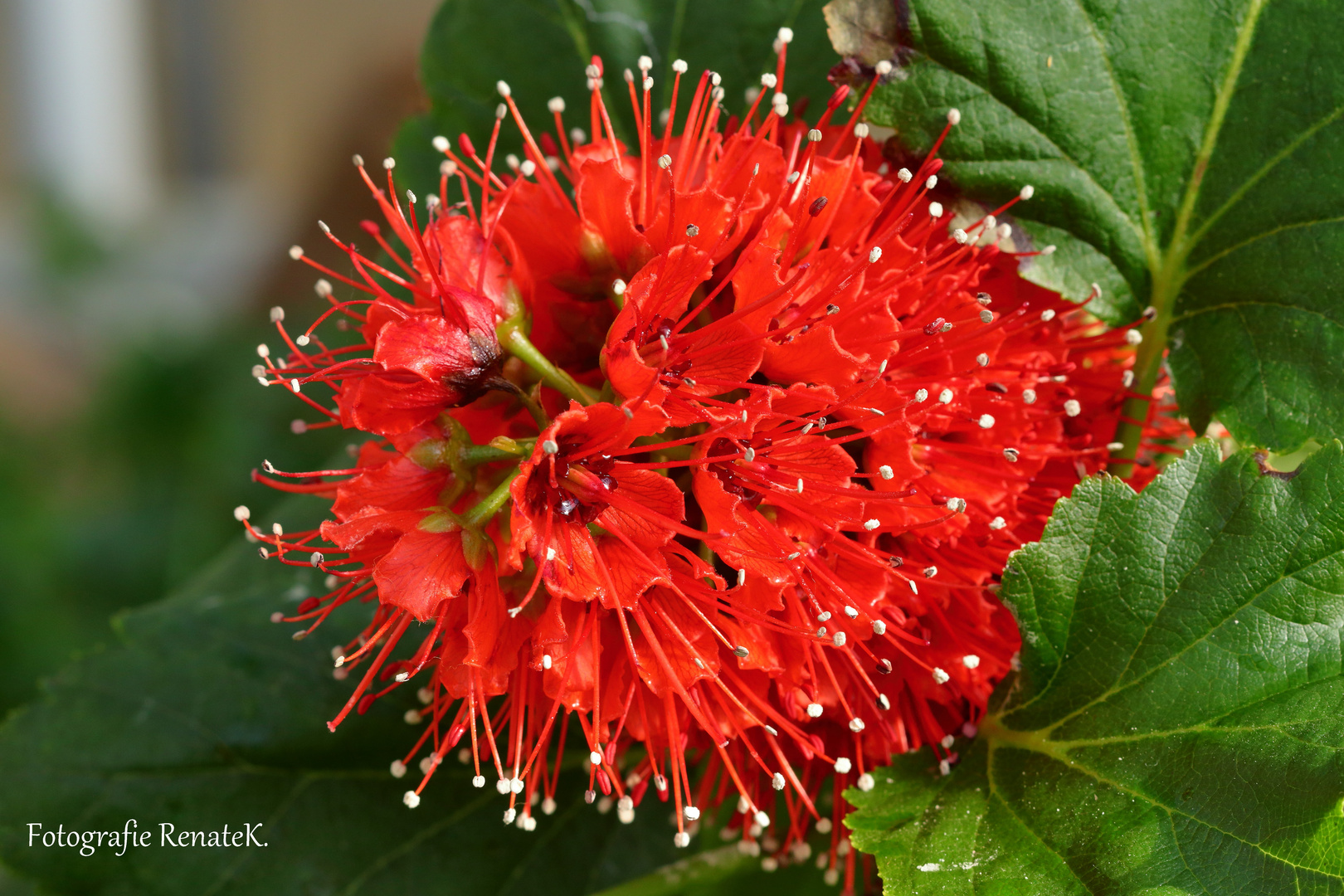 Blüte in rot