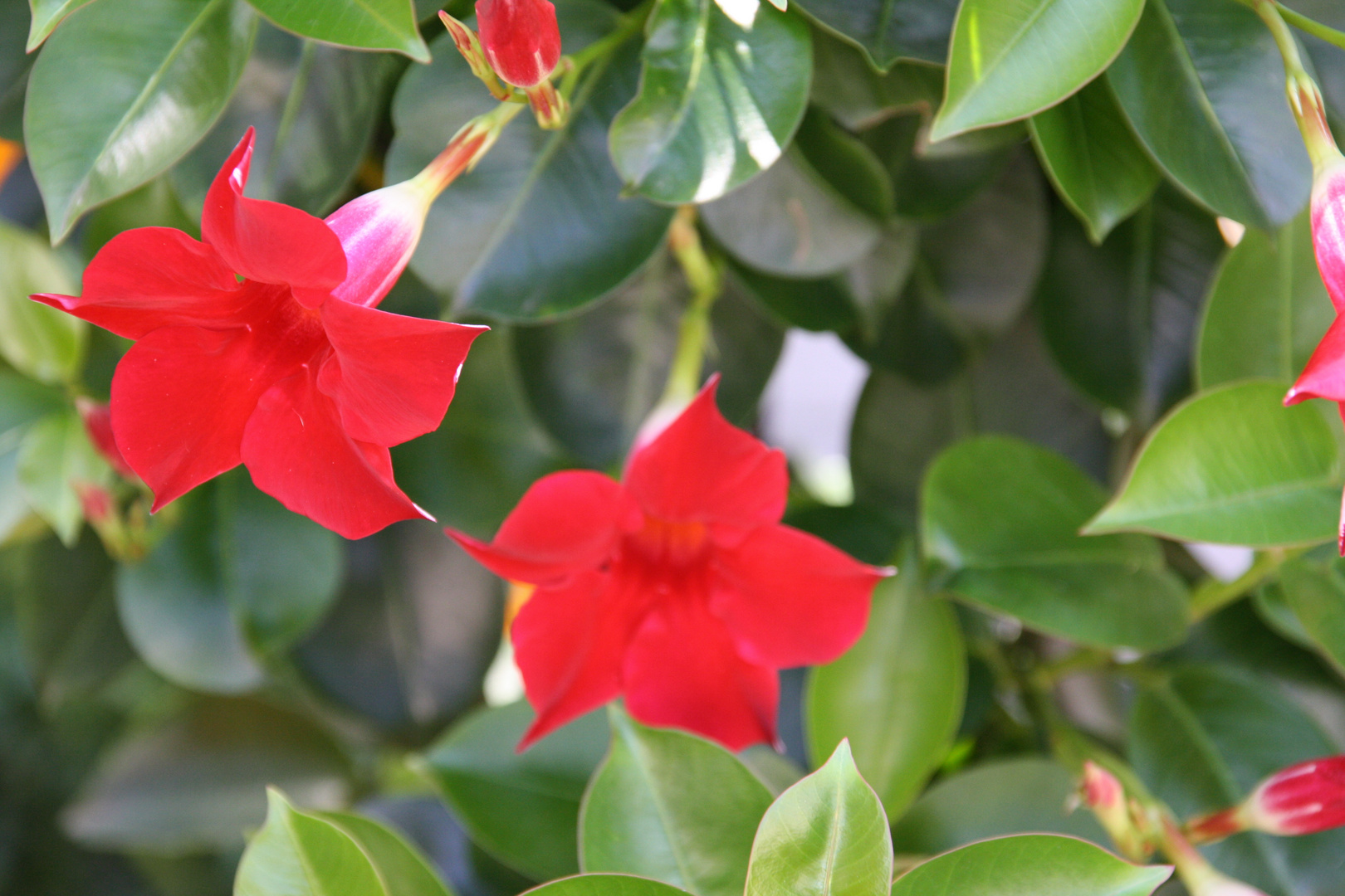 Blüte in Rot