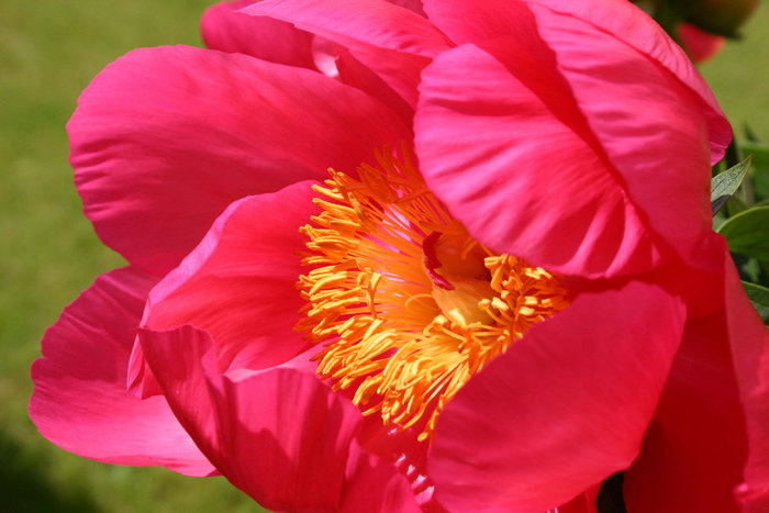 Blüte in Rot