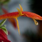 Blüte in Rot II.