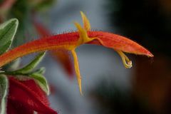 Blüte in Rot II.