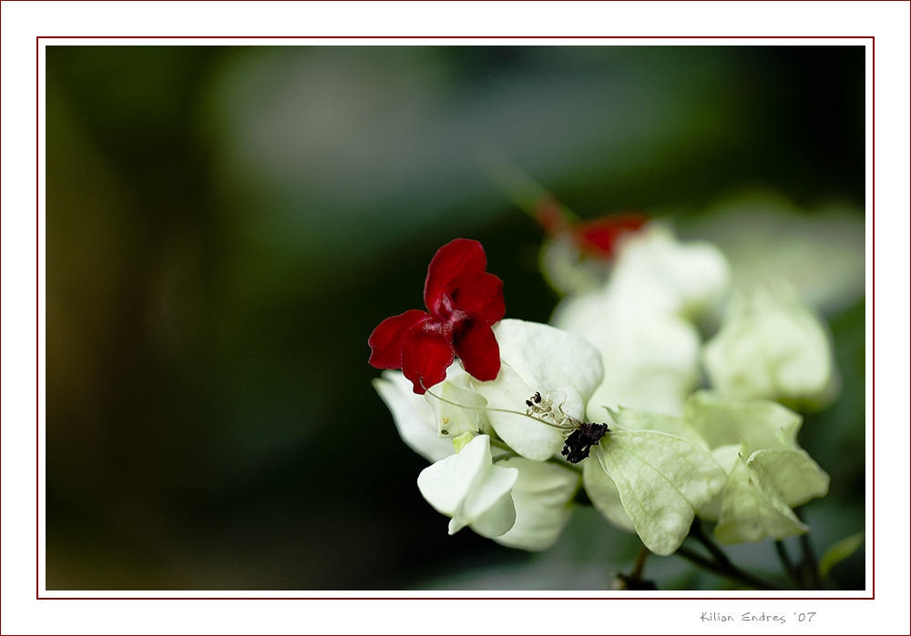 Blüte in rot und weiß