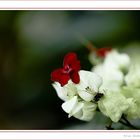 Blüte in rot und weiß