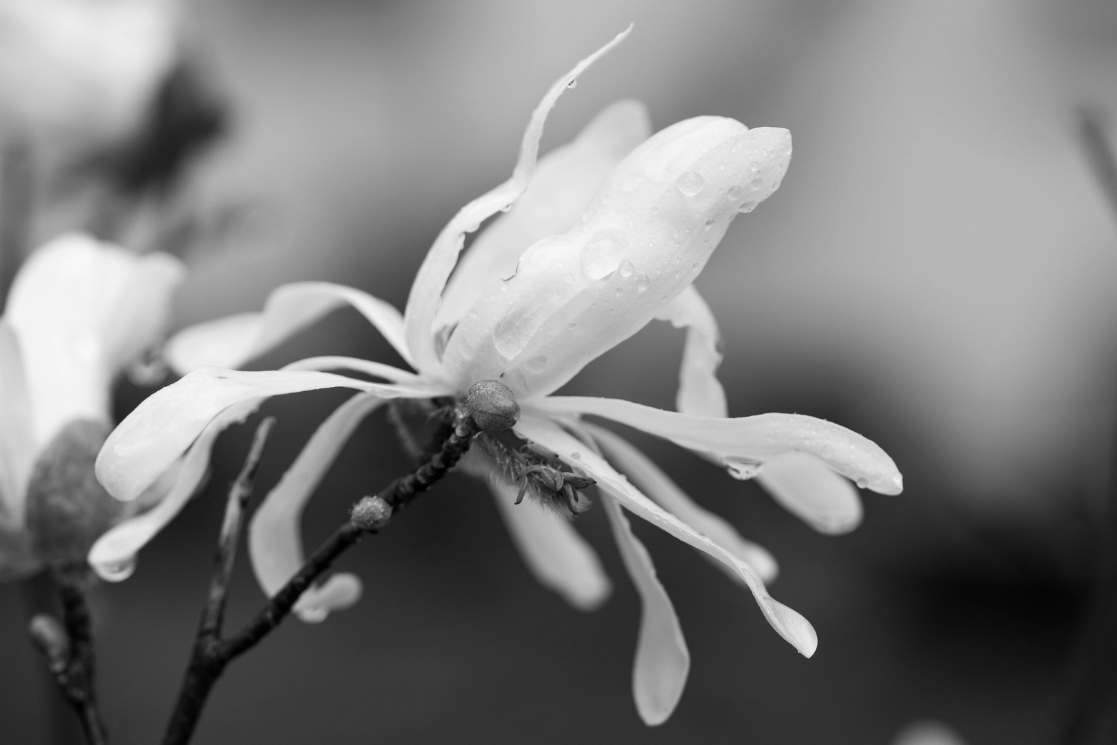 Blüte in schwarzweiss