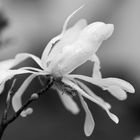 Blüte in schwarzweiss