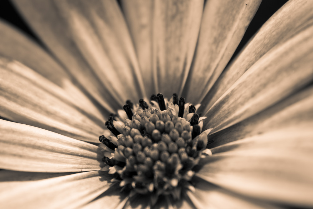 Blüte in Sepia