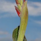 Blüte in Sonnenlicht