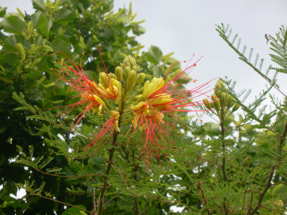 Blüte in Spanien