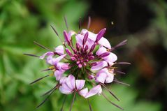 Blüte in Sternenform - Spinnenblume