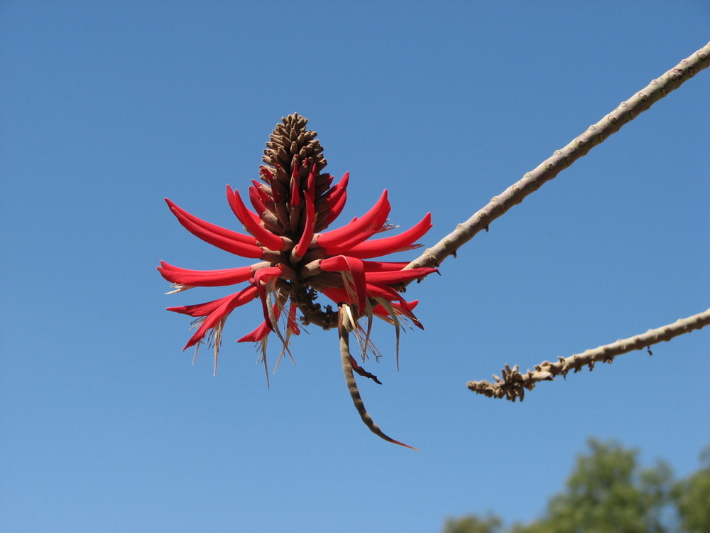 Blüte in Teotihuacán