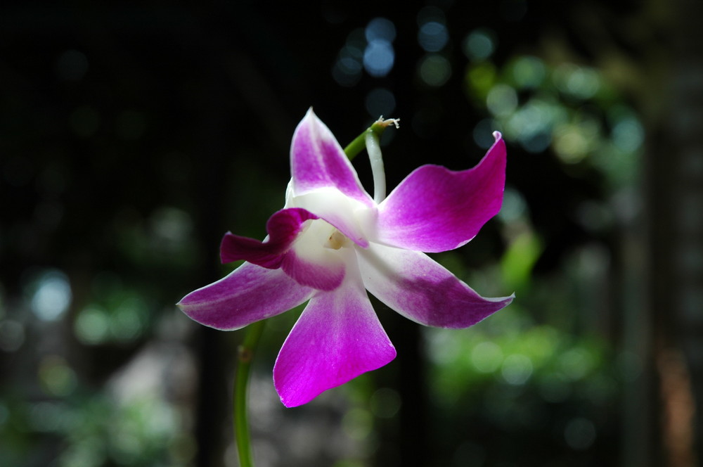 Blüte in Thailand