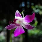 Blüte in Thailand