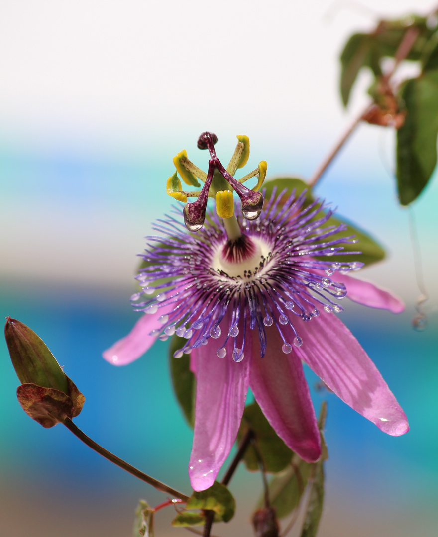 Blüte in Torrox