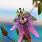 Blüte in Torrox