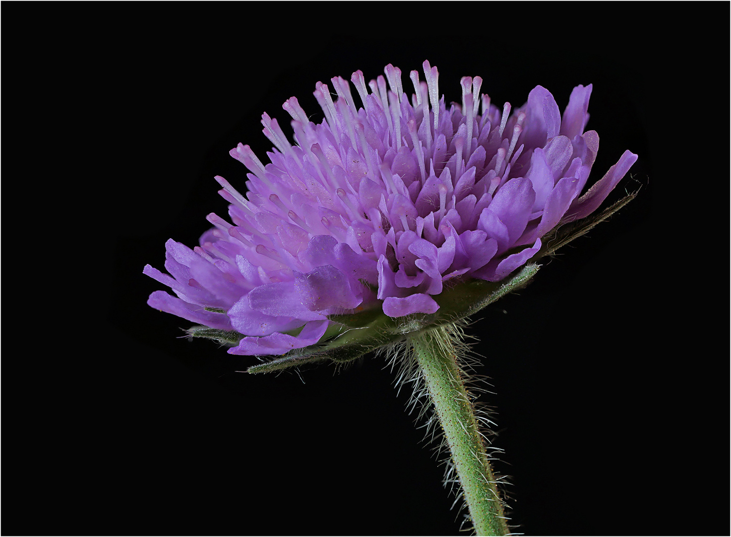 Blüte in violett