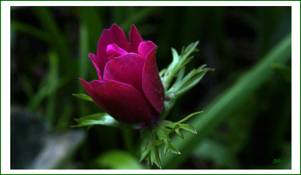 Blüte in VIOLETT