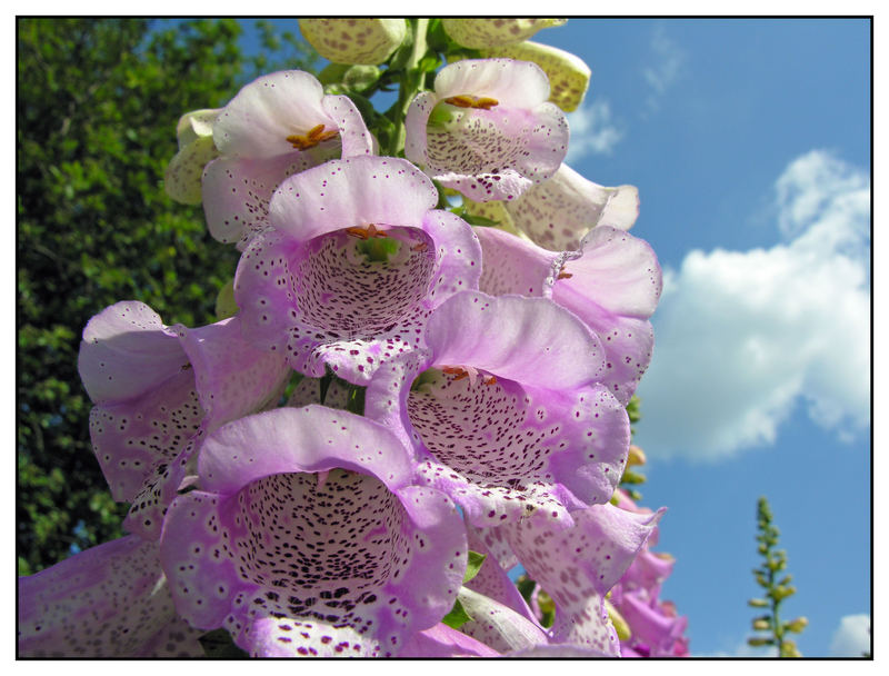 Blüte in voller Pracht