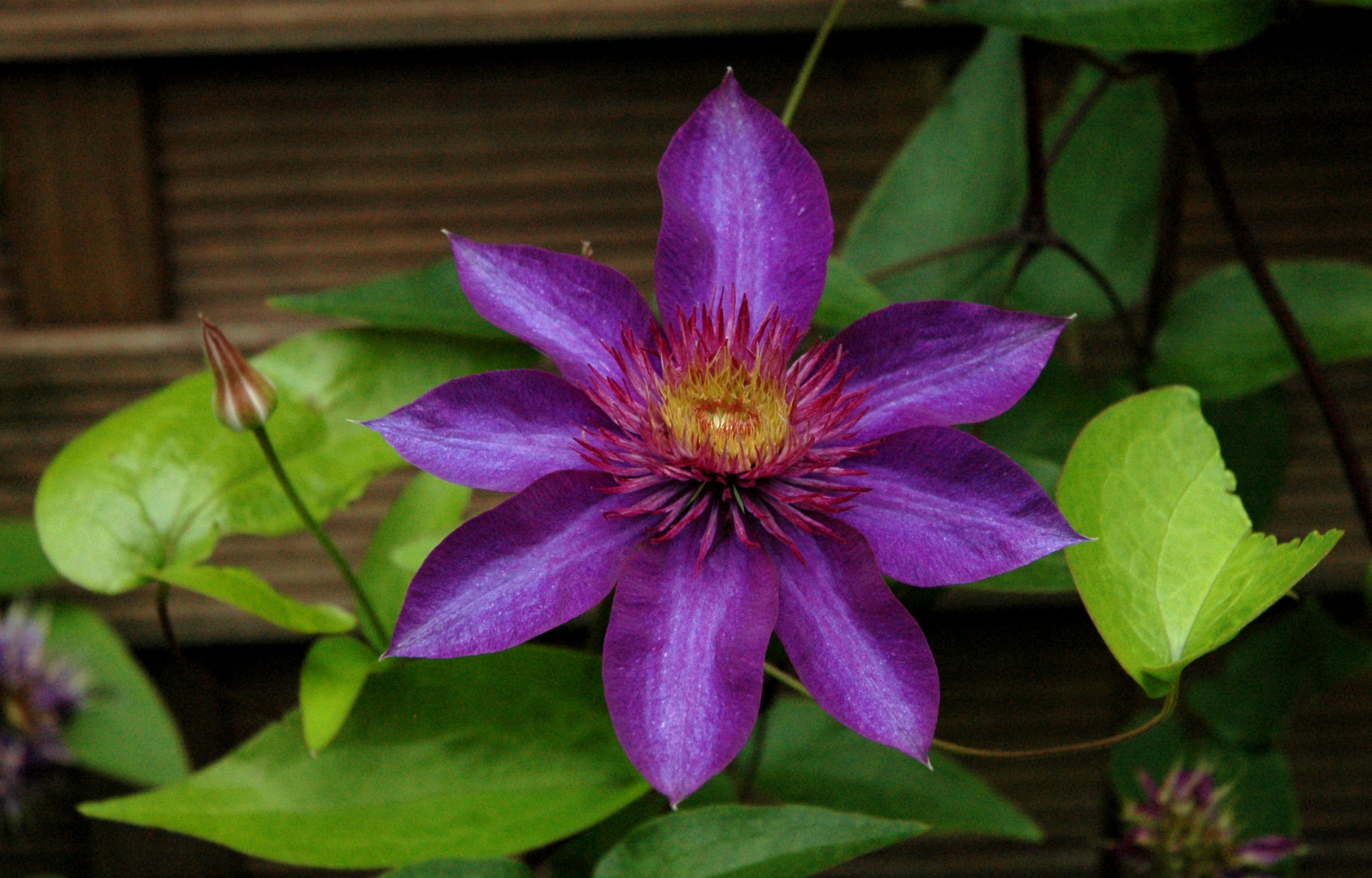 Blüte in voller Pracht