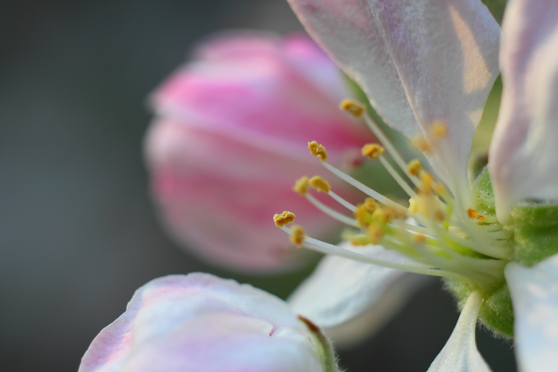 Blüte in voller Pracht