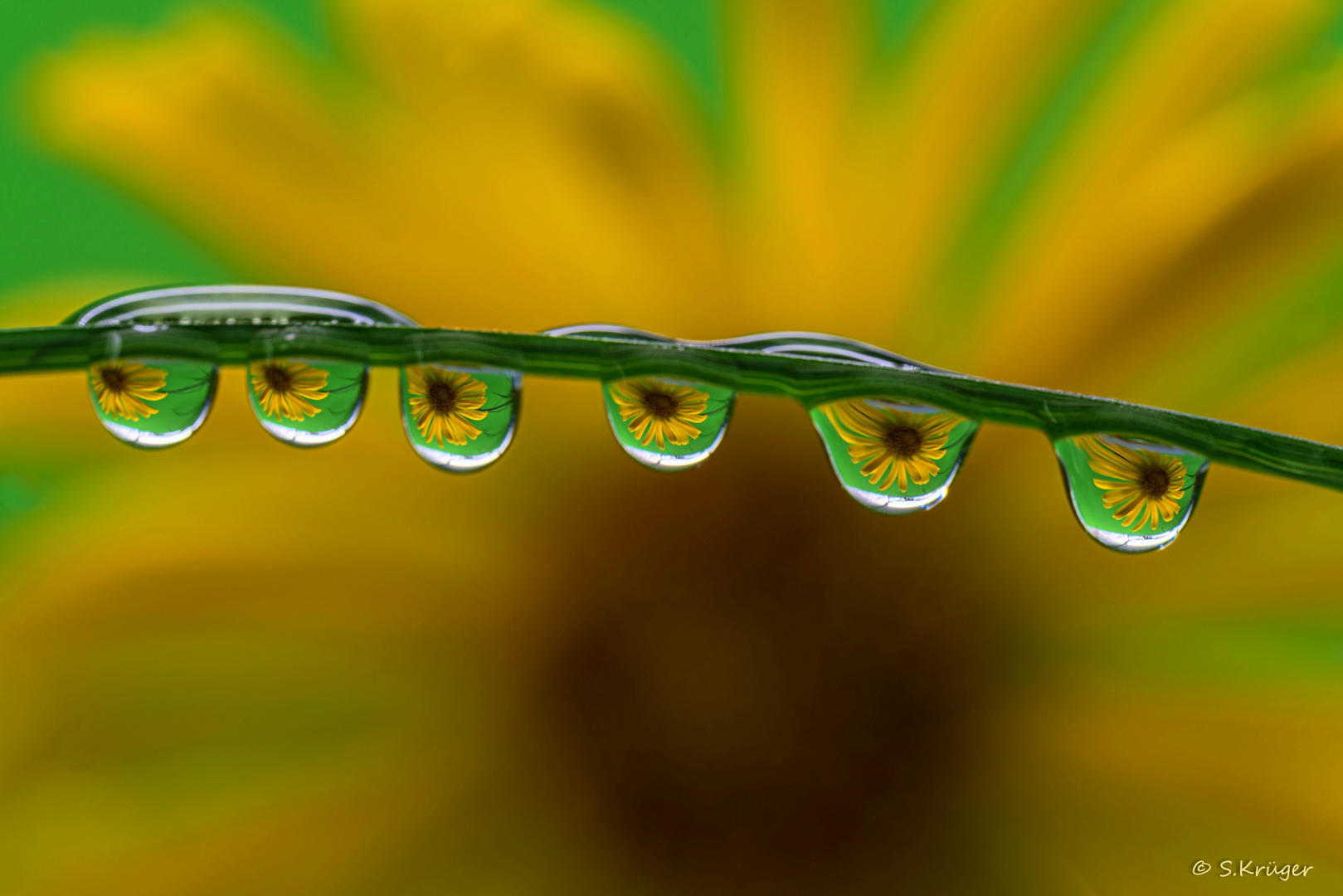 Blüte in Wassertropfen