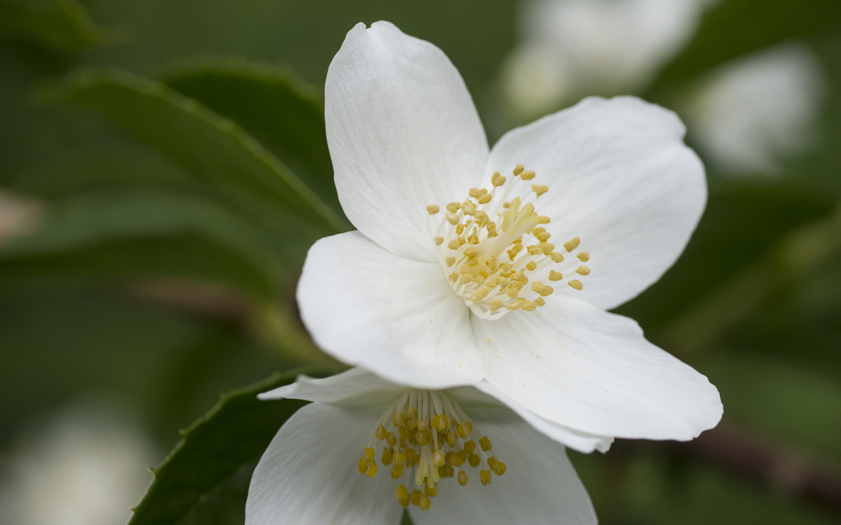 Blüte in Weiss