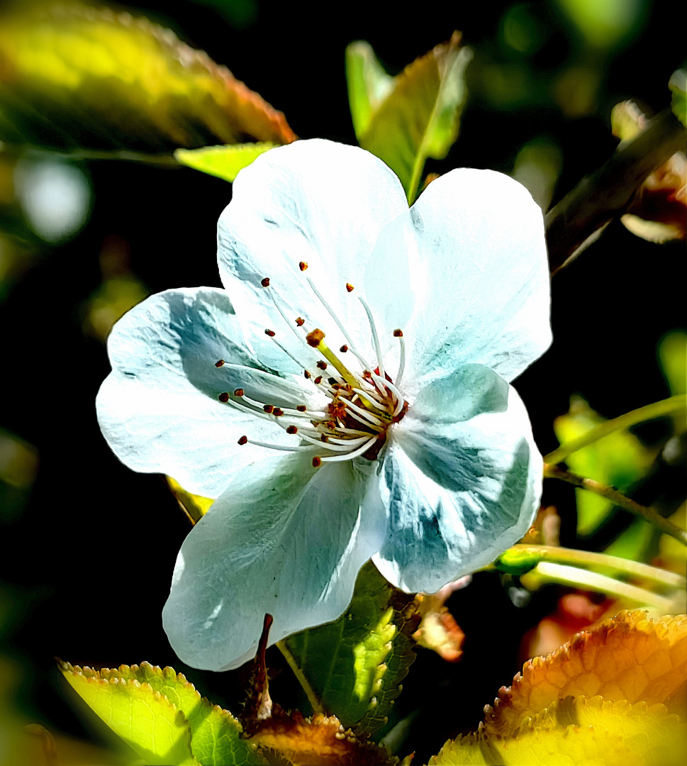 blüte in weiß