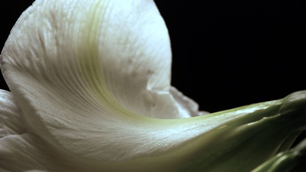 Blüte in weiss