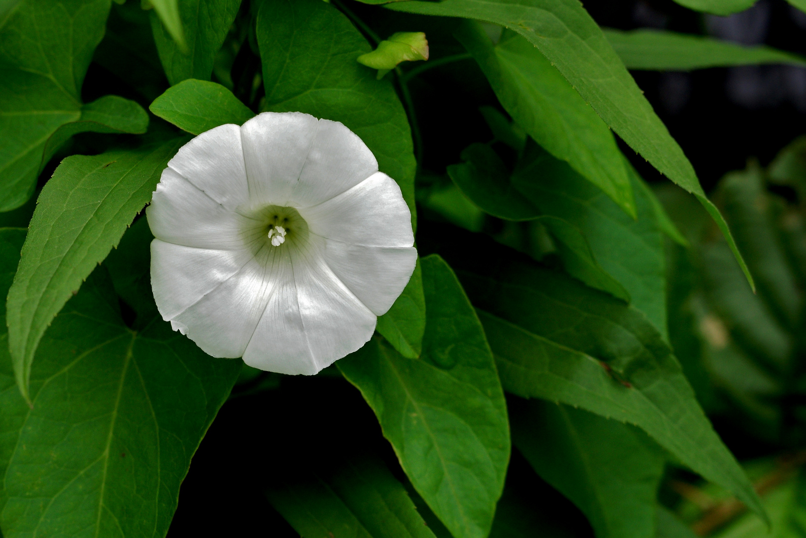 Blüte in weiß