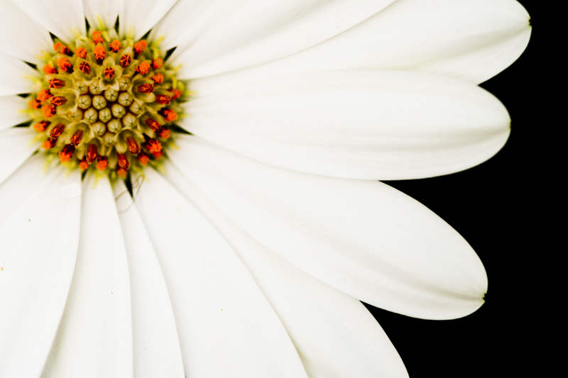 Blüte in weiss