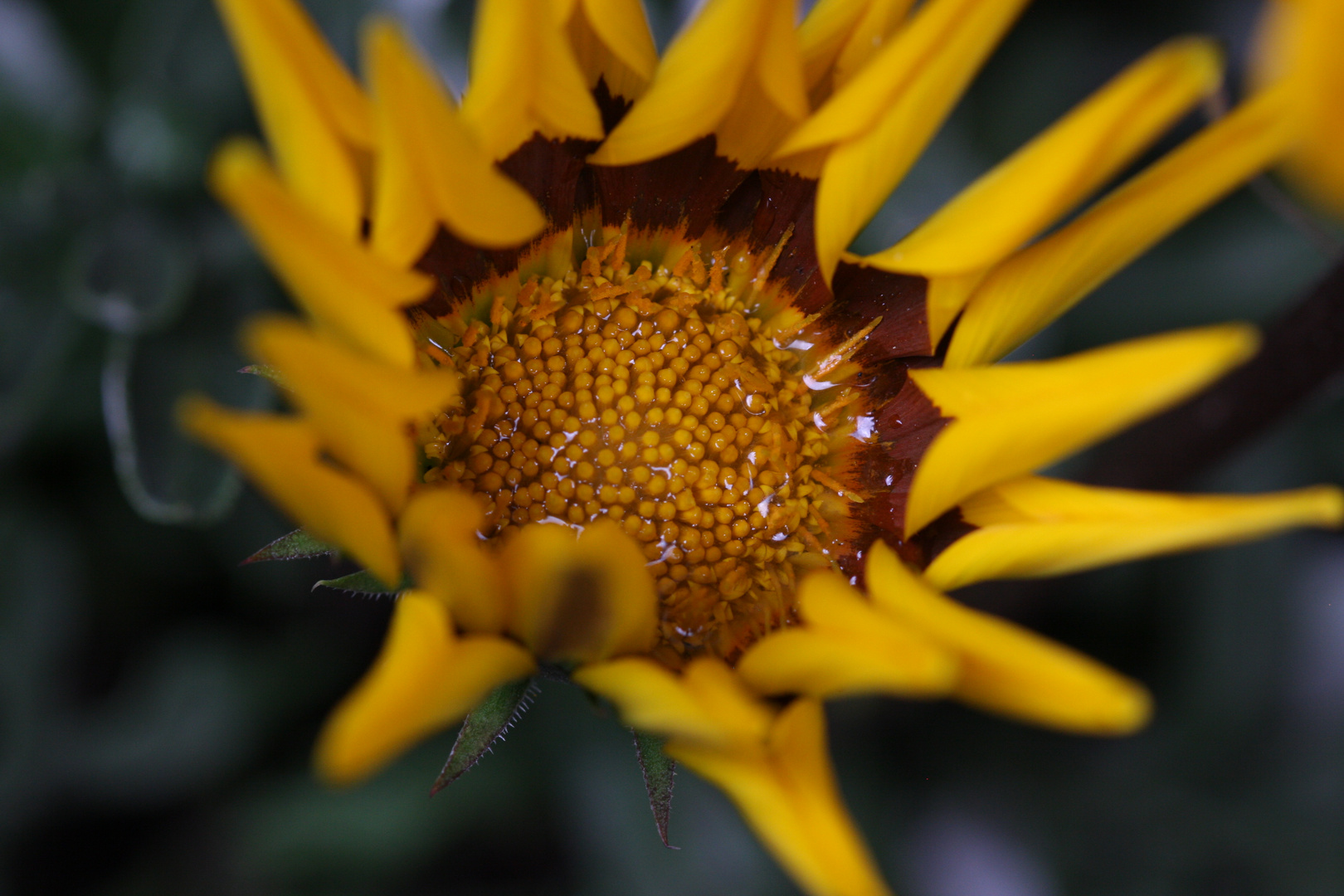 Blüte in Zackenpracht