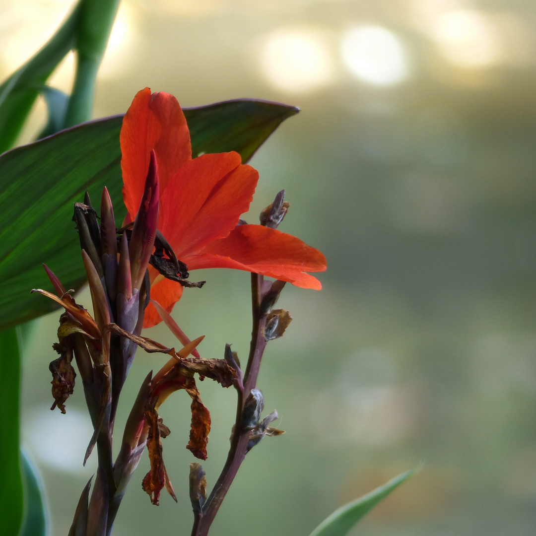 Blüte - Indisches Blumenrohr