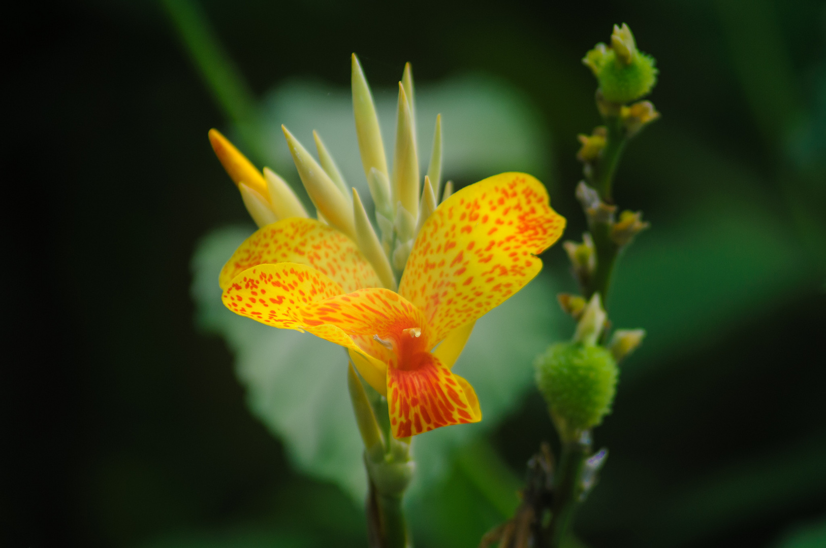 Blüte - Indisches Blumenrohr